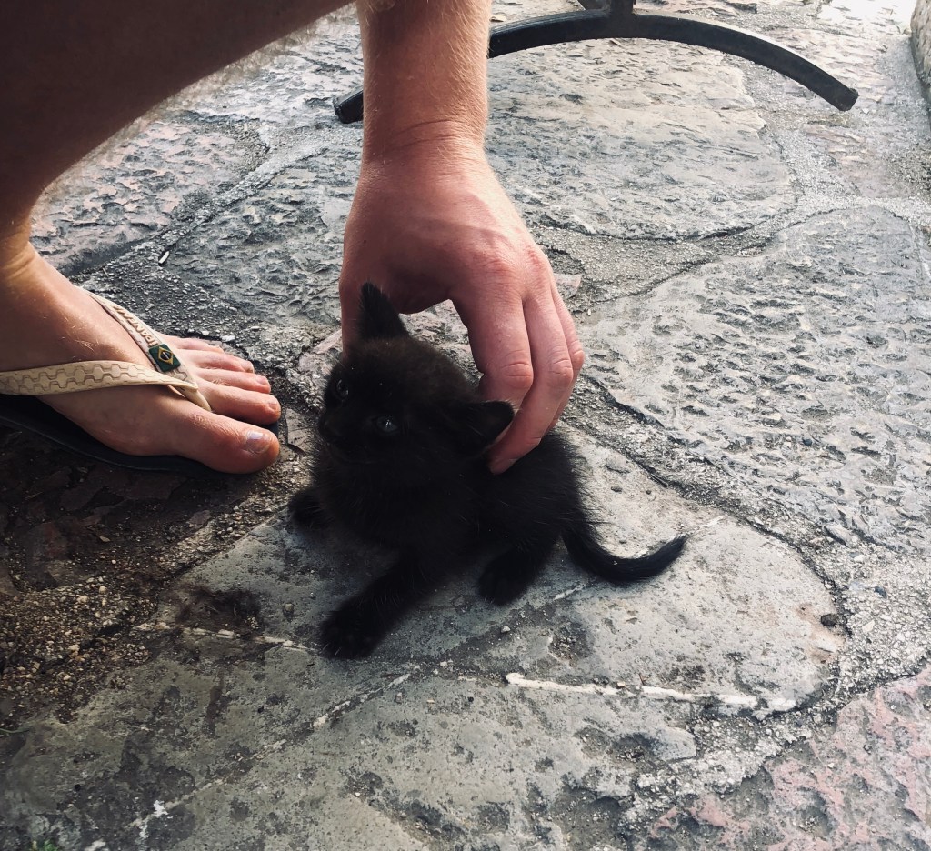 This image has an empty alt attribute; its file name is cat-2.jpg