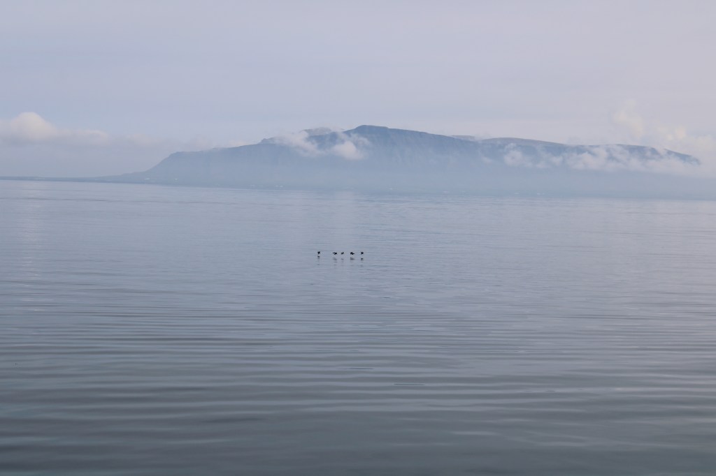 6 Days in Reykjavik with a toddler in summer; Whale Watching