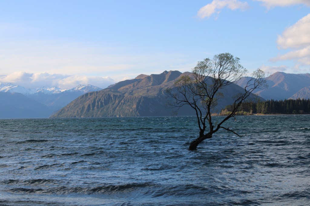 That Wanaka Tree, New Zealand in Spring